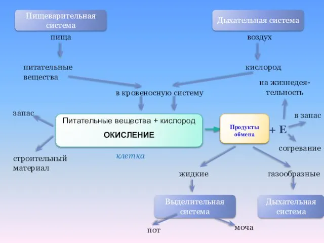 Пищеварительная система Дыхательная система пища воздух питательные вещества кислород в кровеносную