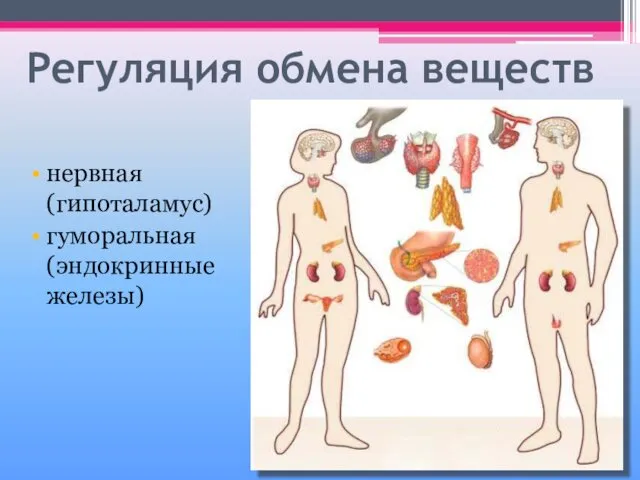 Регуляция обмена веществ нервная (гипоталамус) гуморальная (эндокринные железы)