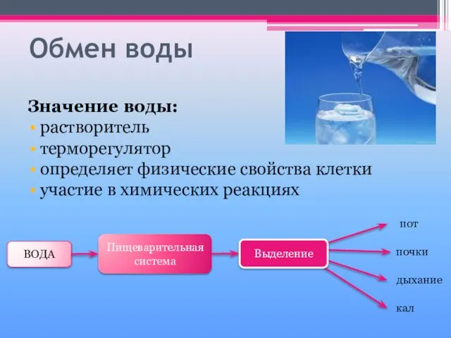 Обмен воды Значение воды: растворитель терморегулятор определяет физические свойства клетки участие