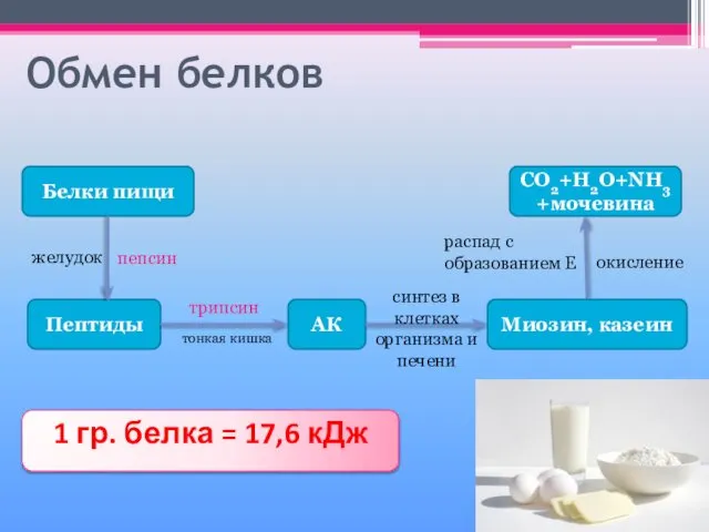 Обмен белков Белки пищи Пептиды АК CO2+H2O+NH3+мочевина 1 гр. белка =