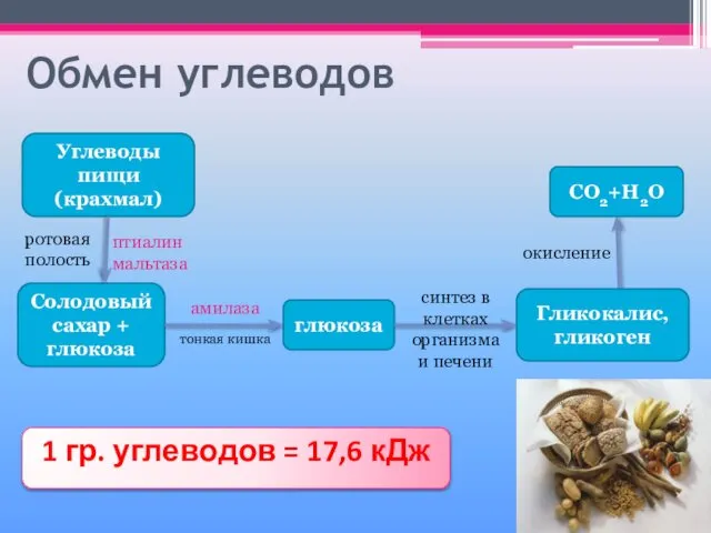 Обмен углеводов Углеводы пищи (крахмал) Солодовый сахар + глюкоза глюкоза Гликокалис,