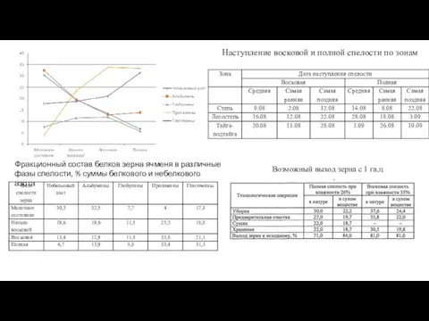 Фракционный состав белков зерна ячменя в различные фазы спелости, % суммы