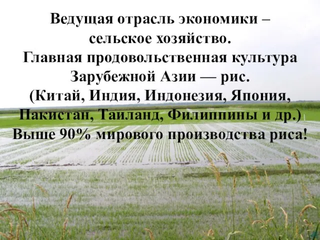 Ведущая отрасль экономики – сельское хозяйство. Главная продовольственная культура Зарубежной Азии