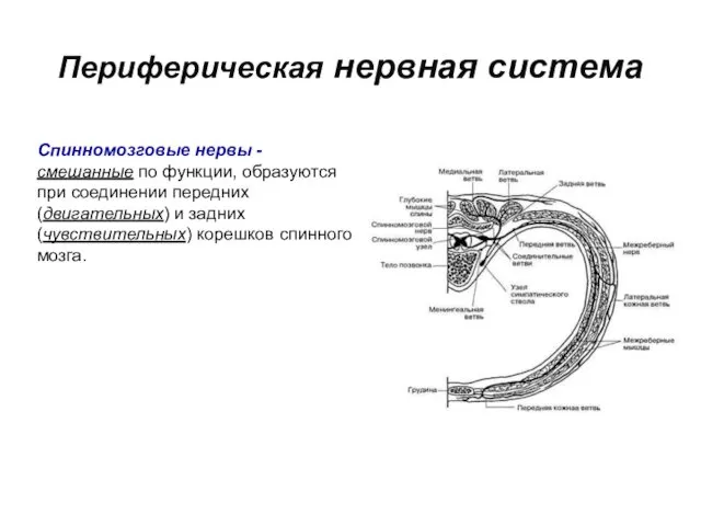 Периферическая нервная система Спинномозговые нервы - смешанные по функции, образуются при