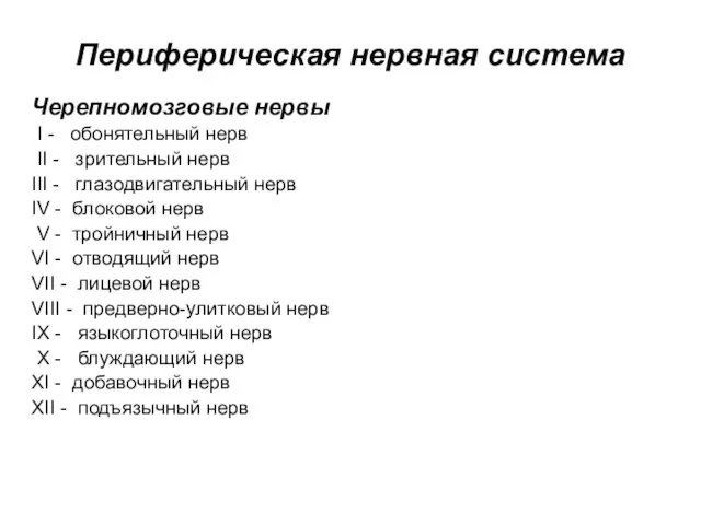 Периферическая нервная система Черепномозговые нервы I - обонятельный нерв II -