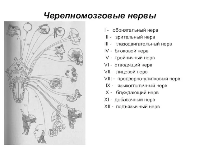 Черепномозговые нервы I - обонятельный нерв II - зрительный нерв III