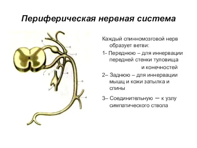 Периферическая нервная система Каждый спинномозговой нерв образует ветви: 1- Переднюю –