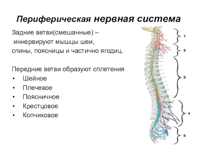 Периферическая нервная система Задние ветви(смешанные) – иннервируют мышцы шеи, спины, поясницы