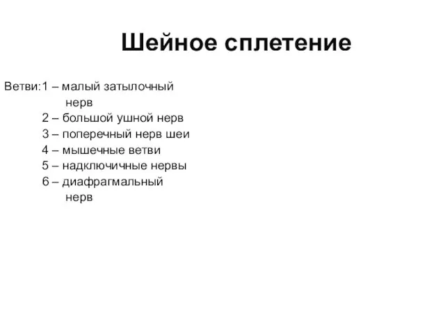 Шейное сплетение Ветви:1 – малый затылочный нерв 2 – большой ушной