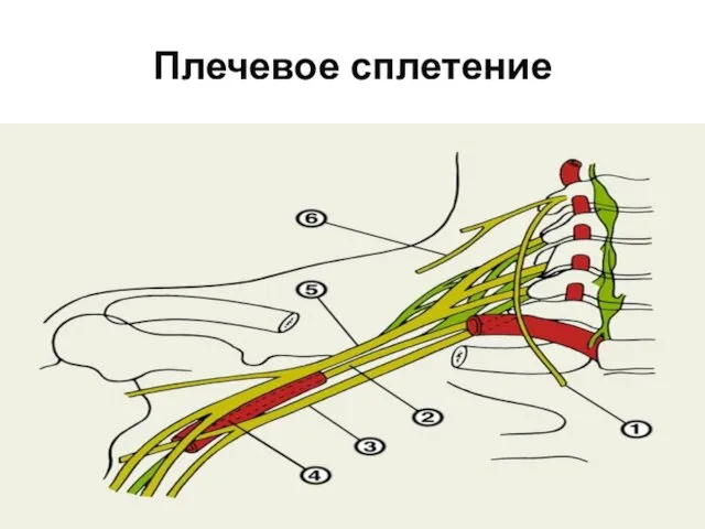 Плечевое сплетение