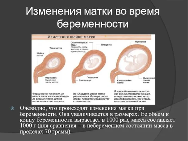 Изменения матки во время беременности Очевидно, что происходят изменения матки при