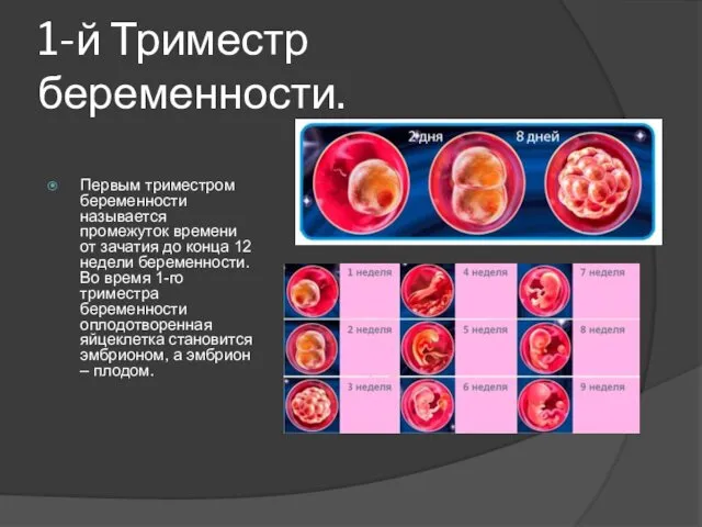 1-й Триместр беременности. Первым триместром беременности называется промежуток времени от зачатия