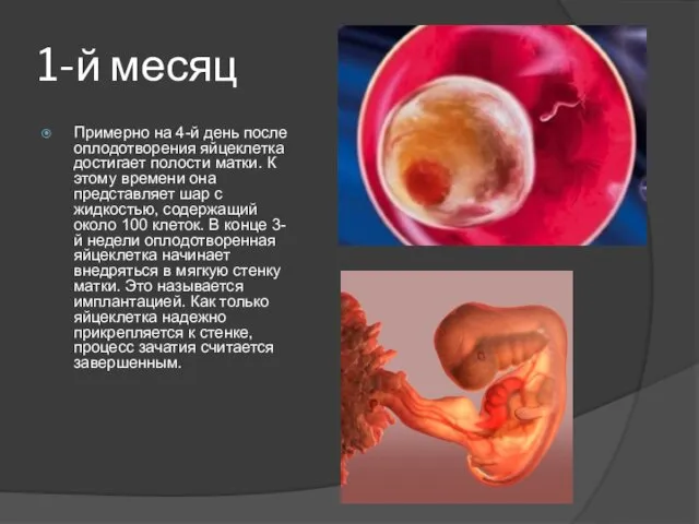 1-й месяц Примерно на 4-й день после оплодотворения яйцеклетка достигает полости