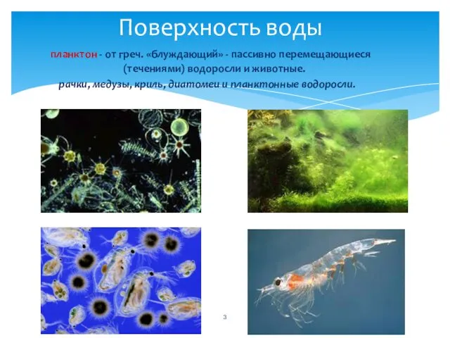 планктон - от греч. «блуждающий» - пассивно перемещающиеся (течениями) водоросли и