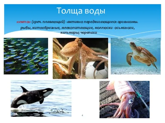 нектон (греч. плавающий) -активно передвигающиеся организмы. рыбы, китообразные, млекопитающие, моллюски -осьминоги, кальмары; черепахи Толща воды