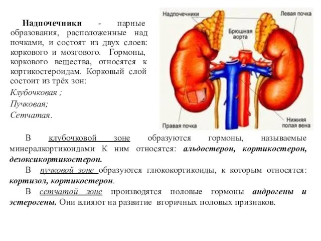 Надпочечники - парные образования, расположенные над почками, и состоят из двух