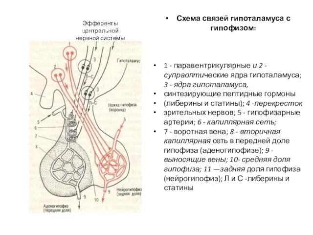 Эфференты центральной нервной системы Схема связей гипоталамуса с гипофизом: 1 -