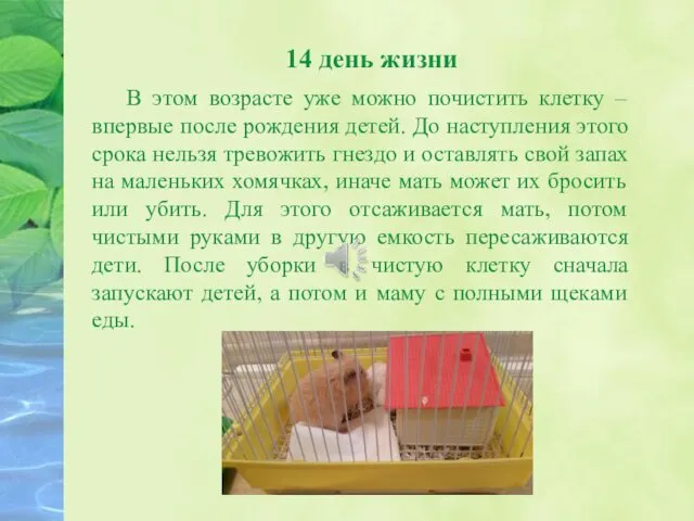 14 день жизни В этом возрасте уже можно почистить клетку –