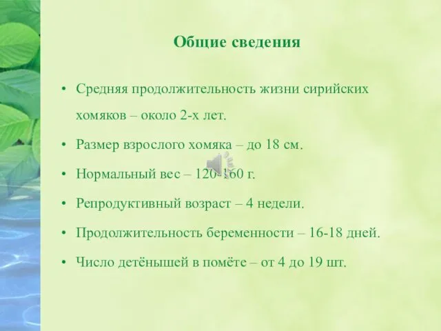 Общие сведения Средняя продолжительность жизни сирийских хомяков – около 2-х лет.