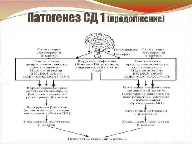 Патогенез СД 1 (продолжение)