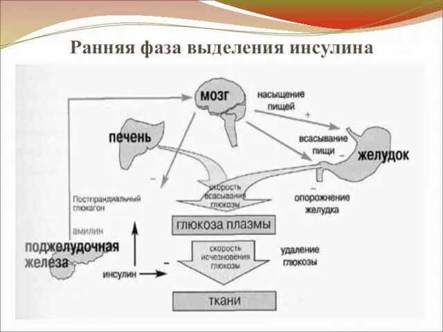 Ранняя фаза выделения инсулина