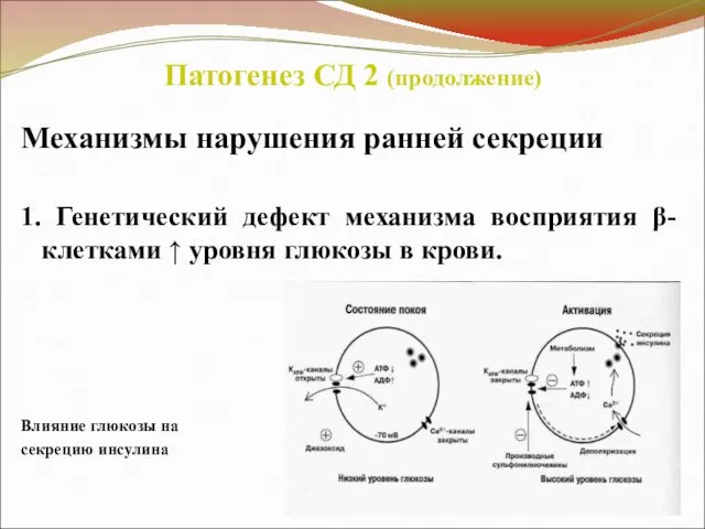 Патогенез СД 2 (продолжение) Механизмы нарушения ранней секреции 1. Генетический дефект