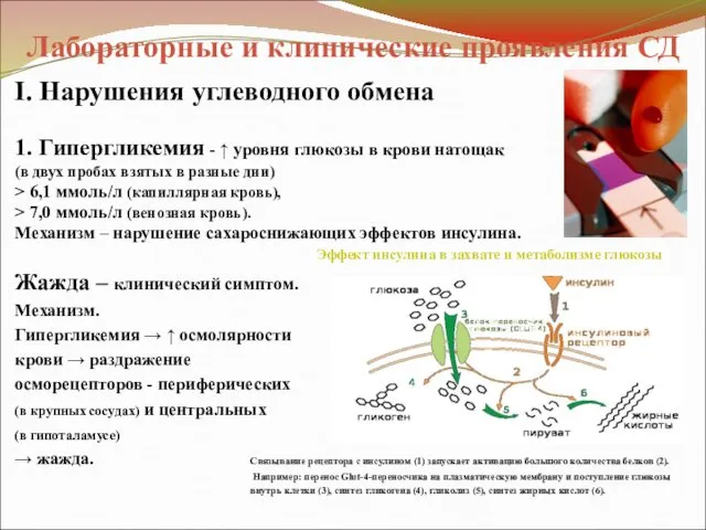 Лабораторные и клинические проявления СД I. Нарушения углеводного обмена 1. Гипергликемия