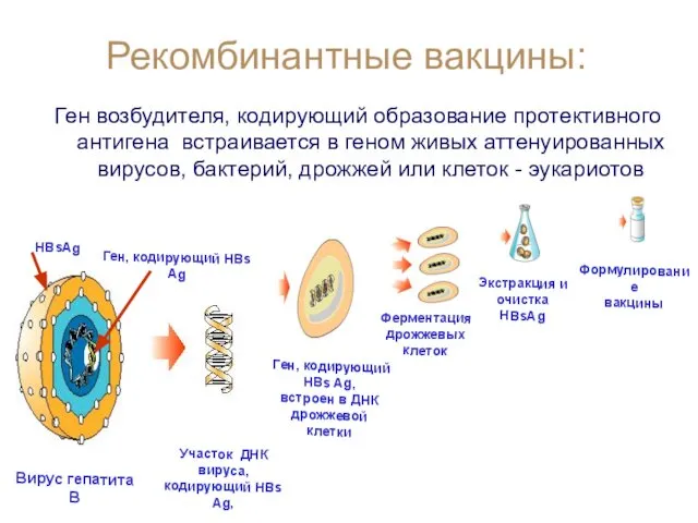 Рекомбинантные вакцины: Ген возбудителя, кодирующий образование протективного антигена встраивается в геном