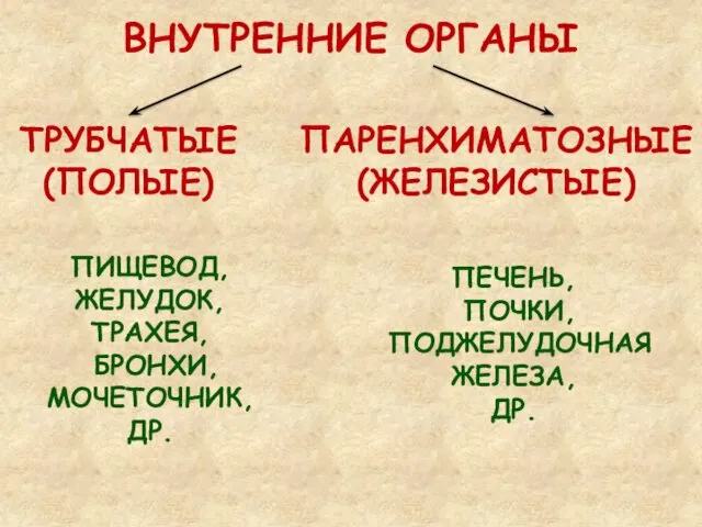 ВНУТРЕННИЕ ОРГАНЫ ТРУБЧАТЫЕ (ПОЛЫЕ) ПАРЕНХИМАТОЗНЫЕ (ЖЕЛЕЗИСТЫЕ) ПИЩЕВОД, ЖЕЛУДОК, ТРАХЕЯ, БРОНХИ, МОЧЕТОЧНИК,