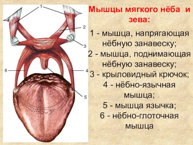 Мышцы мягкого нёба и зева: 1 - мышца, напрягающая нёбную занавеску;