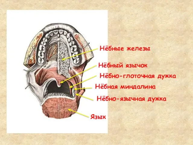 Нёбно-язычная дужка Нёбно-глоточная дужка Язык Нёбная миндалина Нёбный язычок Нёбные железы