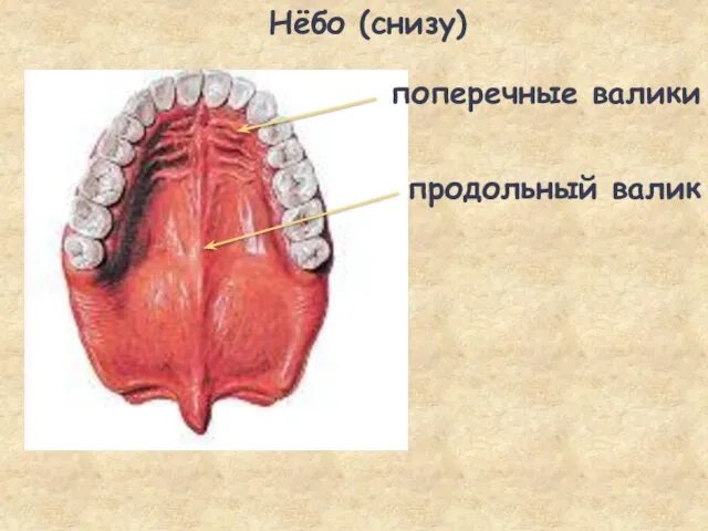 поперечные валики Нёбо (снизу) продольный валик