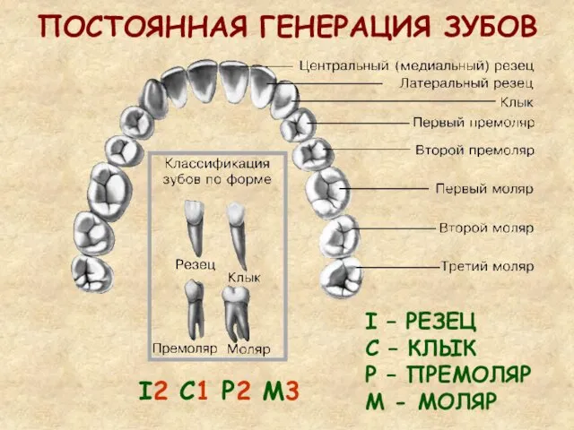 ПОСТОЯННАЯ ГЕНЕРАЦИЯ ЗУБОВ I2 C1 Р2 М3 I – РЕЗЕЦ С