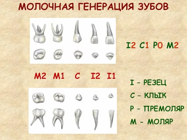 МОЛОЧНАЯ ГЕНЕРАЦИЯ ЗУБОВ I – РЕЗЕЦ С – КЛЫК Р –