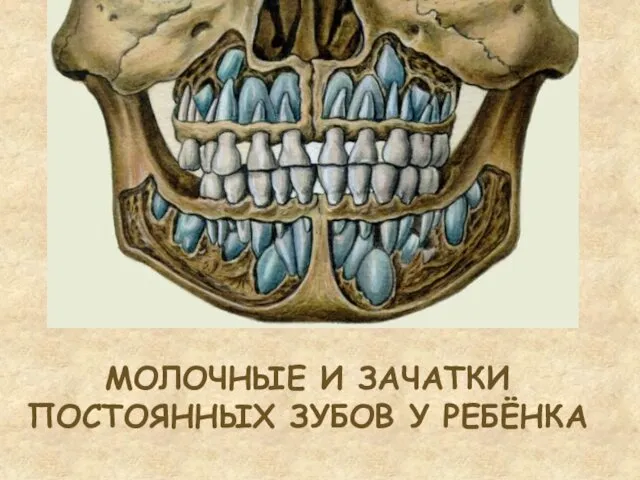 МОЛОЧНЫЕ И ЗАЧАТКИ ПОСТОЯННЫХ ЗУБОВ У РЕБЁНКА