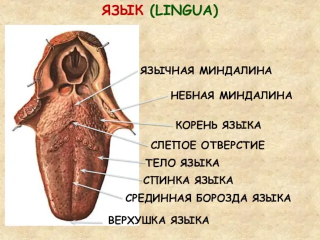 ЯЗЫК (LINGUA) КОРЕНЬ ЯЗЫКА ТЕЛО ЯЗЫКА ВЕРХУШКА ЯЗЫКА ЯЗЫЧНАЯ МИНДАЛИНА СПИНКА