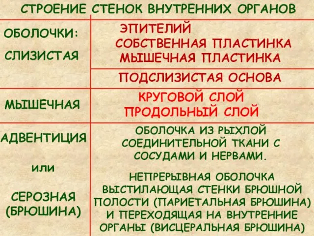 СЛИЗИСТАЯ МЫШЕЧНАЯ АДВЕНТИЦИЯ или СЕРОЗНАЯ (БРЮШИНА) ОБОЛОЧКИ: ЭПИТЕЛИЙ СОБСТВЕННАЯ ПЛАСТИНКА МЫШЕЧНАЯ