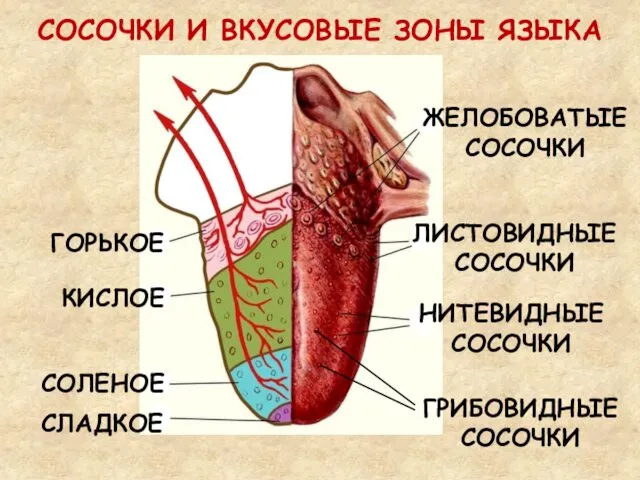 СОСОЧКИ И ВКУСОВЫЕ ЗОНЫ ЯЗЫКА ЖЕЛОБОВАТЫЕ СОСОЧКИ ЛИСТОВИДНЫЕ СОСОЧКИ НИТЕВИДНЫЕ СОСОЧКИ