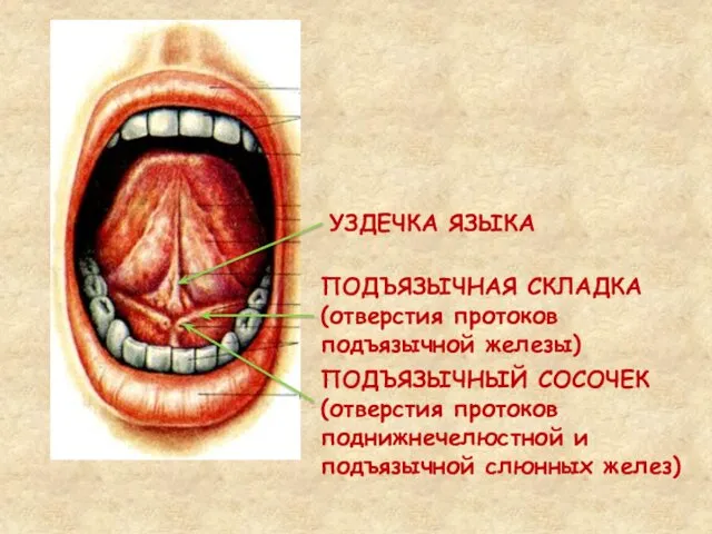 УЗДЕЧКА ЯЗЫКА ПОДЪЯЗЫЧНАЯ СКЛАДКА (отверстия протоков подъязычной железы) ПОДЪЯЗЫЧНЫЙ СОСОЧЕК (отверстия