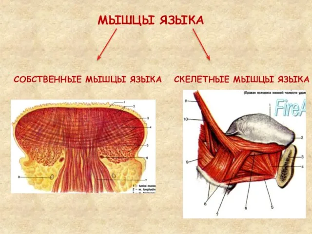 МЫШЦЫ ЯЗЫКА СОБСТВЕННЫЕ МЫШЦЫ ЯЗЫКА СКЕЛЕТНЫЕ МЫШЦЫ ЯЗЫКА