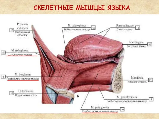 СКЕЛЕТНЫЕ МЫШЦЫ ЯЗЫКА