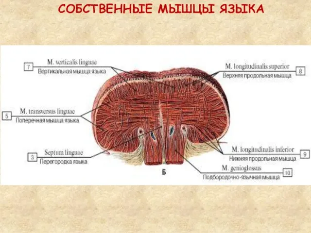 СОБСТВЕННЫЕ МЫШЦЫ ЯЗЫКА