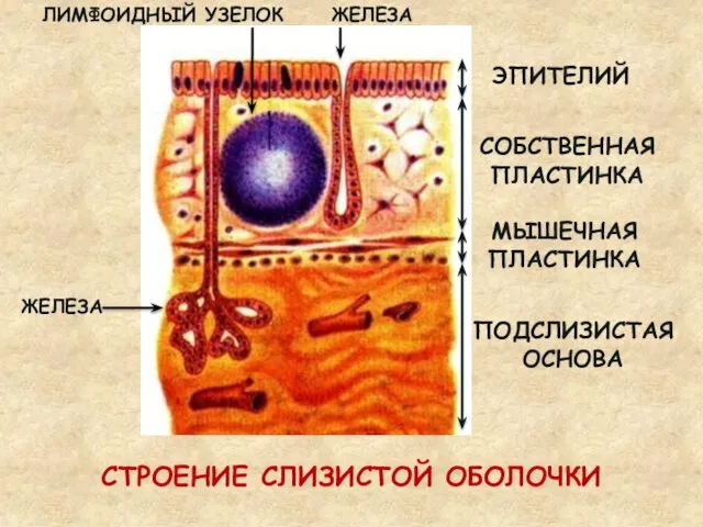 ПОДСЛИЗИСТАЯ ОСНОВА МЫШЕЧНАЯ ПЛАСТИНКА СОБСТВЕННАЯ ПЛАСТИНКА ЭПИТЕЛИЙ ЛИМФОИДНЫЙ УЗЕЛОК ЖЕЛЕЗА ЖЕЛЕЗА СТРОЕНИЕ СЛИЗИСТОЙ ОБОЛОЧКИ