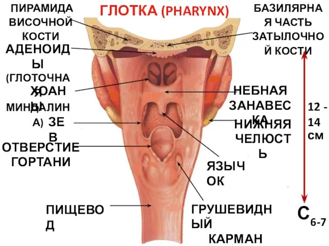 ГЛОТКА (PHARYNX) ХОАНЫ ЗЕВ ОТВЕРСТИЕ ГОРТАНИ ПИЩЕВОД БАЗИЛЯРНАЯ ЧАСТЬ ЗАТЫЛОЧНОЙ КОСТИ