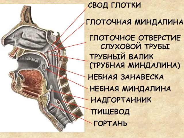 СВОД ГЛОТКИ НЕБНАЯ ЗАНАВЕСКА ГЛОТОЧНАЯ МИНДАЛИНА ГЛОТОЧНОЕ ОТВЕРСТИЕ СЛУХОВОЙ ТРУБЫ ТРУБНЫЙ