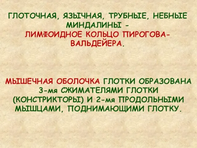 ГЛОТОЧНАЯ, ЯЗЫЧНАЯ, ТРУБНЫЕ, НЕБНЫЕ МИНДАЛИНЫ - ЛИМФОИДНОЕ КОЛЬЦО ПИРОГОВА-ВАЛЬДЕЙЕРА. МЫШЕЧНАЯ ОБОЛОЧКА