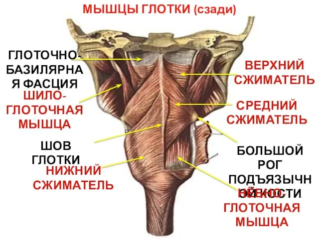 ШИЛО-ГЛОТОЧНАЯ МЫШЦА МЫШЦЫ ГЛОТКИ (сзади) ВЕРХНИЙ СЖИМАТЕЛЬ СРЕДНИЙ СЖИМАТЕЛЬ НИЖНИЙ СЖИМАТЕЛЬ