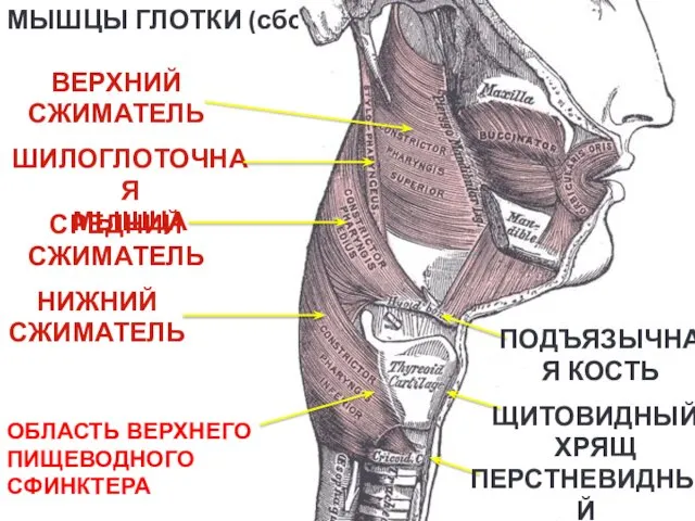 ШИЛОГЛОТОЧНАЯ МЫШЦА МЫШЦЫ ГЛОТКИ (сбоку) ВЕРХНИЙ СЖИМАТЕЛЬ СРЕДНИЙ СЖИМАТЕЛЬ НИЖНИЙ СЖИМАТЕЛЬ