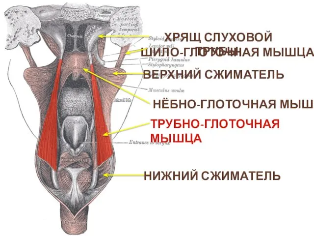 ТРУБНО-ГЛОТОЧНАЯ МЫШЦА НЁБНО-ГЛОТОЧНАЯ МЫШЦА ВЕРХНИЙ СЖИМАТЕЛЬ НИЖНИЙ СЖИМАТЕЛЬ ХРЯЩ СЛУХОВОЙ ТРУБЫ ШИЛО-ГЛОТОЧНАЯ МЫШЦА