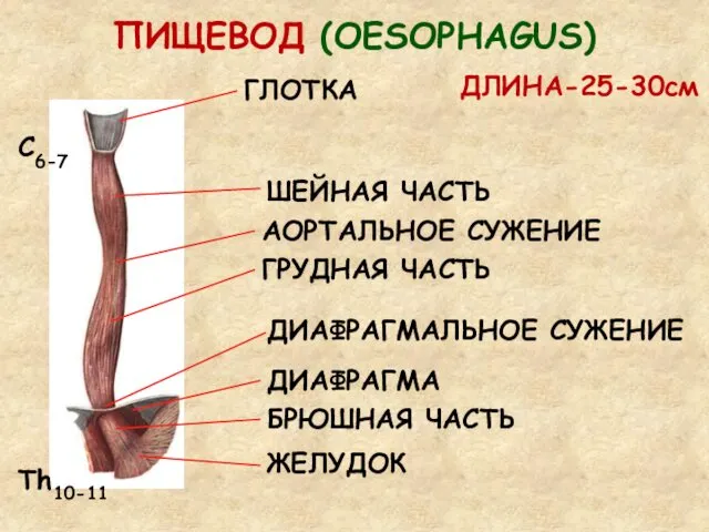 ПИЩЕВОД (OESOPHAGUS) ГЛОТКА ШЕЙНАЯ ЧАСТЬ ГРУДНАЯ ЧАСТЬ БРЮШНАЯ ЧАСТЬ ЖЕЛУДОК ДИАФРАГМА